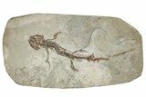 Fossil Salamander (Chelotriton) - Gračanica, Bosnia #278952-1